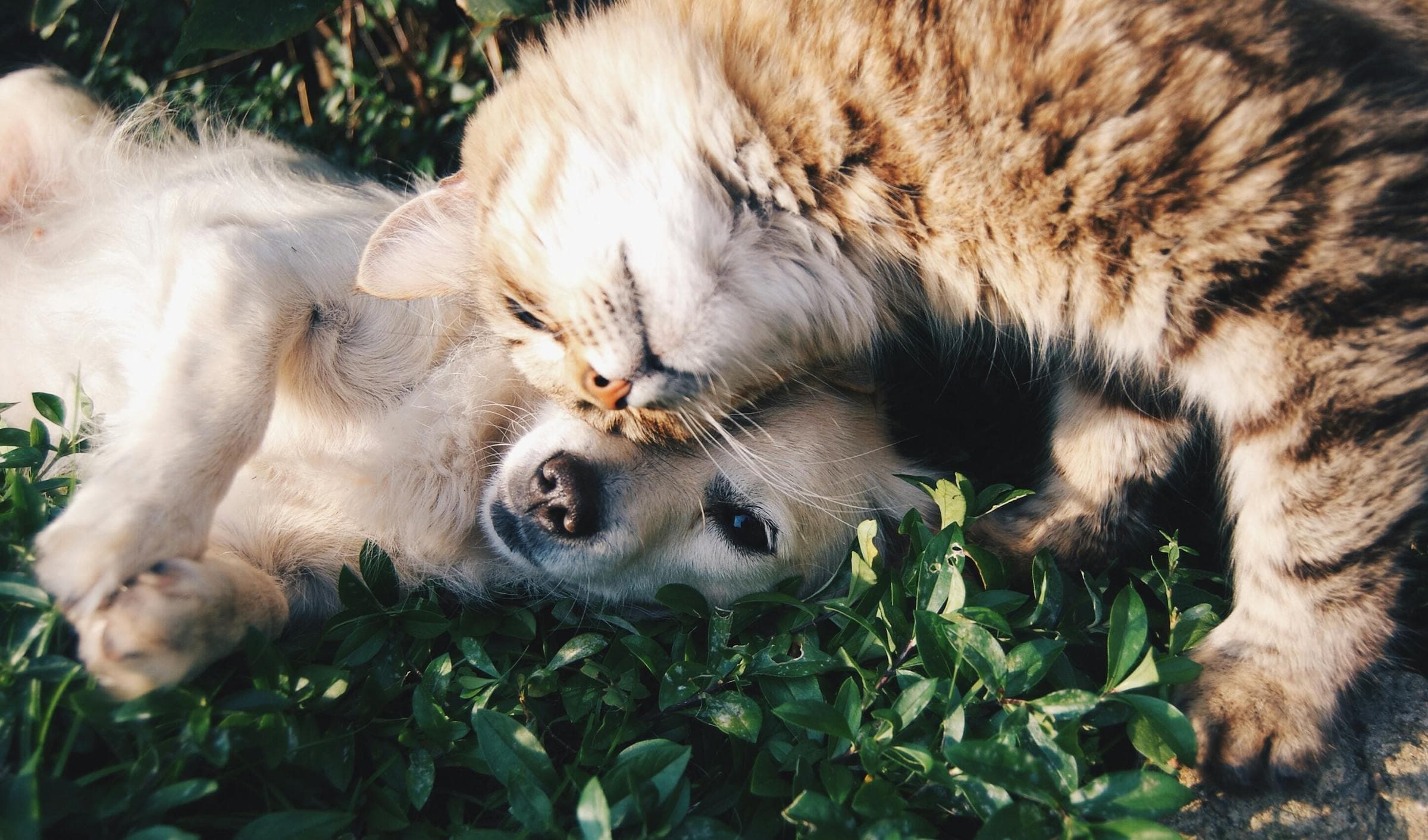 Hund och katt som myser tillsammans